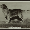 Ch. Heydown Guider.