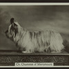 Ch. Chummie of Merrymount.