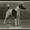 Ch. Stewton Spec.