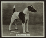 Ch. Stewton Spec.