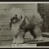Ch. Bouncer of Pickhurst.