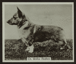 Ch. Wolfox Redfern.