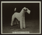 Ch. Cynosure of Certosa.