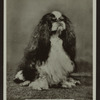 Ch. Ashtonmore Barritone.