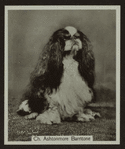 Ch. Ashtonmore Barritone.