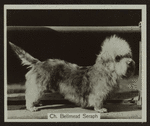 Ch. Bellmead Seraph.