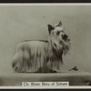 Ch. Brian Boru of Soham.