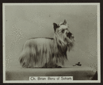 Ch. Brian Boru of Soham.