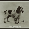 Silver Templa of Wale.