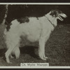Ch. Mythe Mazeppa.
