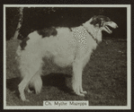Ch. Mythe Mazeppa.