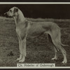 Ch. Rebeller of Ouborough.