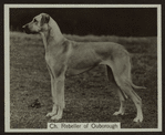 Ch. Rebeller of Ouborough.