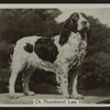 Ch. Roundwood Lass.