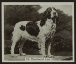 Ch. Roundwood Lass.