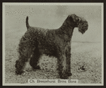 Ch. Breezehurst Brins Bona.