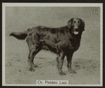 Ch. Peddars Lass.