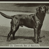 Ch. Cheverells Ben of Banchory.