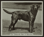 Ch. Cheverells Ben of Banchory.