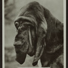 Ch. Barset of Barchester.