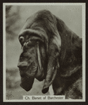 Ch. Barset of Barchester.