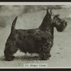 Ch. Malgen Caesar.