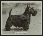 Ch. Malgen Caesar.