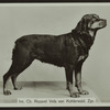Int. Cha. Rozavel Vefa von Kohlerwald. Zpr.