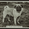 Ch. Thunder Cloud of Swainston.