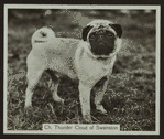 Ch. Thunder Cloud of Swainston.