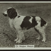 Ch. Marglam Marquis.