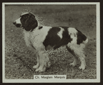 Ch. Marglam Marquis.