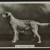 Ch. Maesydd Magnum.