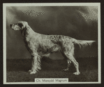 Ch. Maesydd Magnum.
