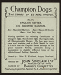 Ch. Maesydd Magnum.