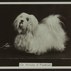 Ch. Nicholas of Fawkham.
