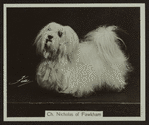 Ch. Nicholas of Fawkham.