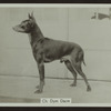 Ch. Dym Dacre.