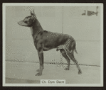 Ch. Dym Dacre.