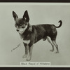 Black Rascal of Hilladene.
