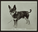 Black Rascal of Hilladene.