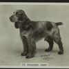 Ch. Alexandran Jasper.