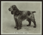 Ch. Alexandran Jasper.
