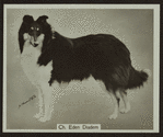 Ch. Eden Diadem.
