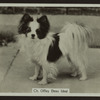 Ch. Offley Beau Ideal.
