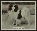 Ch. Offley Beau Ideal.