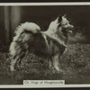 Ch. Hugo of Houghtonville.