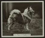 Ch. Hugo of Houghtonville.