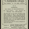 Ch. Hugo of Houghtonville.