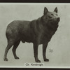 Ch. Kensknight.
